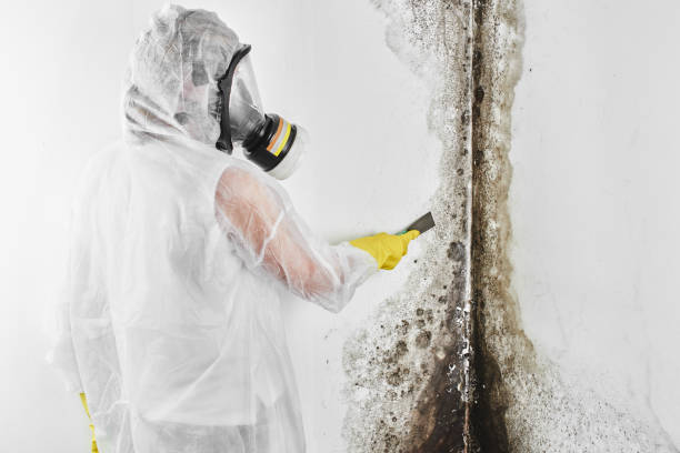 Best Professional Mold Removal  in Newstle, CA