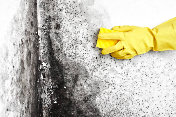 Best Certified Mold Removal  in Newstle, CA