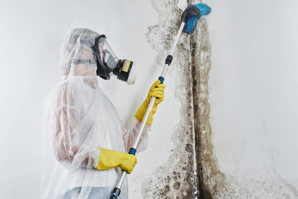 Best Office Mold Removal Services  in Newstle, CA