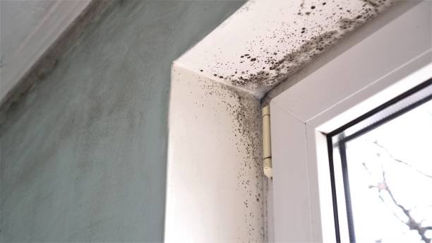 Best Mold Remediation  in Newstle, CA
