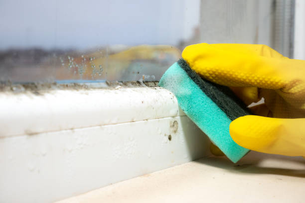 Best Mold Removal Near Me  in Newstle, CA