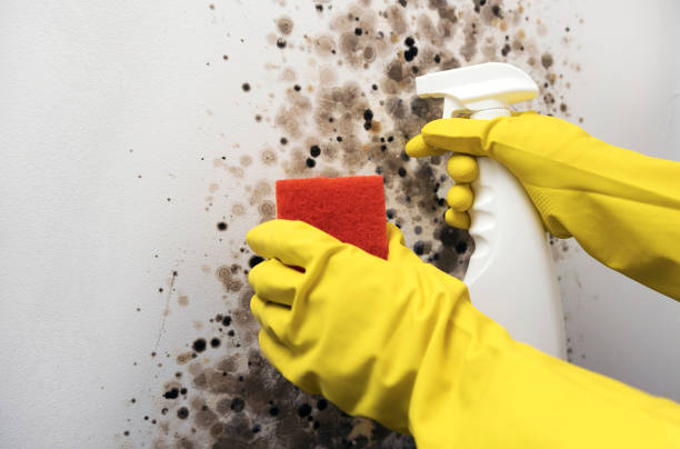 Best Mold Testing  in Newstle, CA