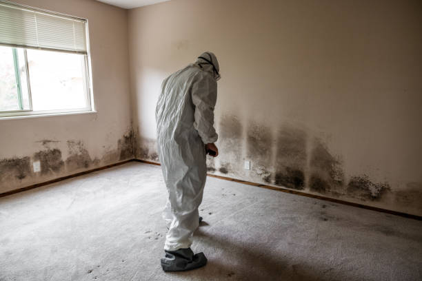 Best Home Mold Removal  in Newstle, CA
