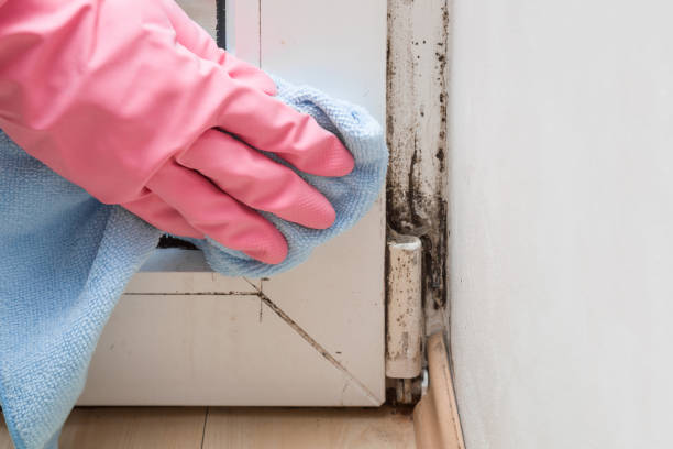 Newcastle, CA Mold Removal Company